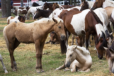 Chincoteague Wild Ponies : Personal Photo Projects : Photos : Richard Moore : Photographer